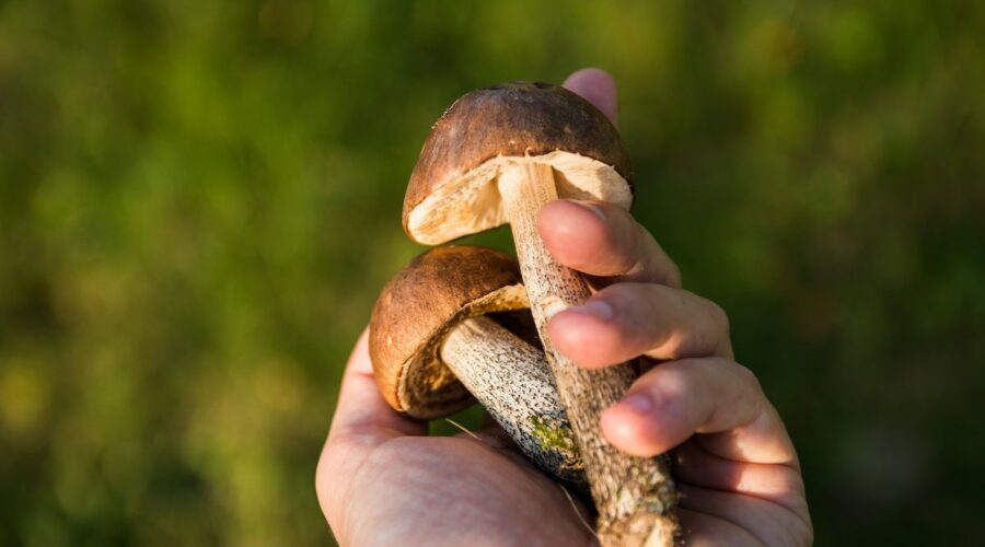 Magic Mushrooms: What Are They, And Are They Legal?