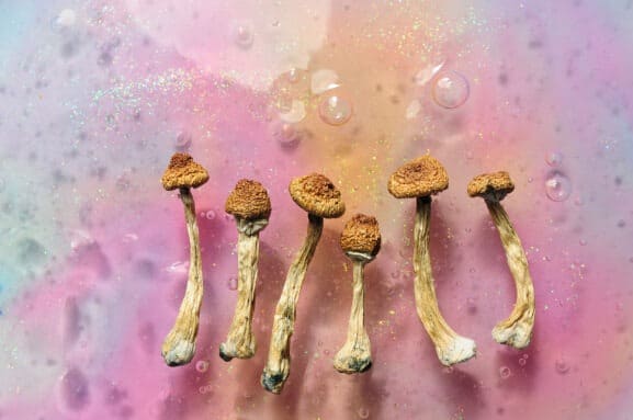 Magic mushrooms or psilocybin mushrooms