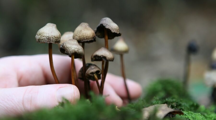 Why Has Growing Magic Mushrooms At Home Suddenly Started To Boom?