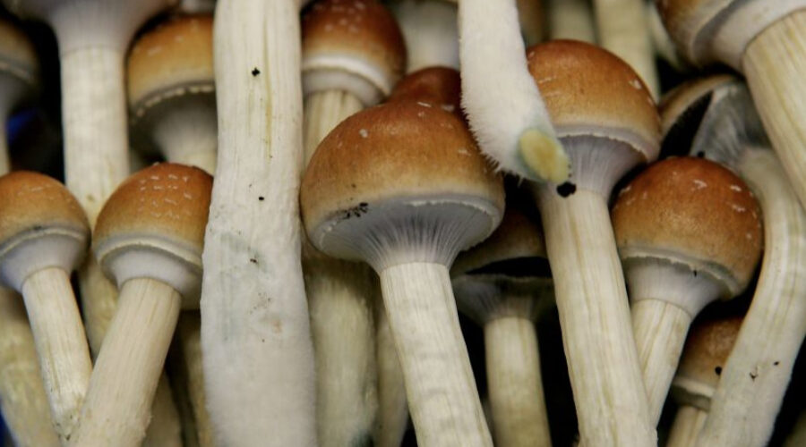What Are Penis Envy Mushrooms, And Are They Legal?