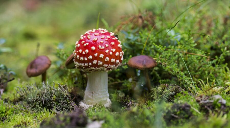 What Is Amanita Muscaria – AKA The Christmas Mushroom
