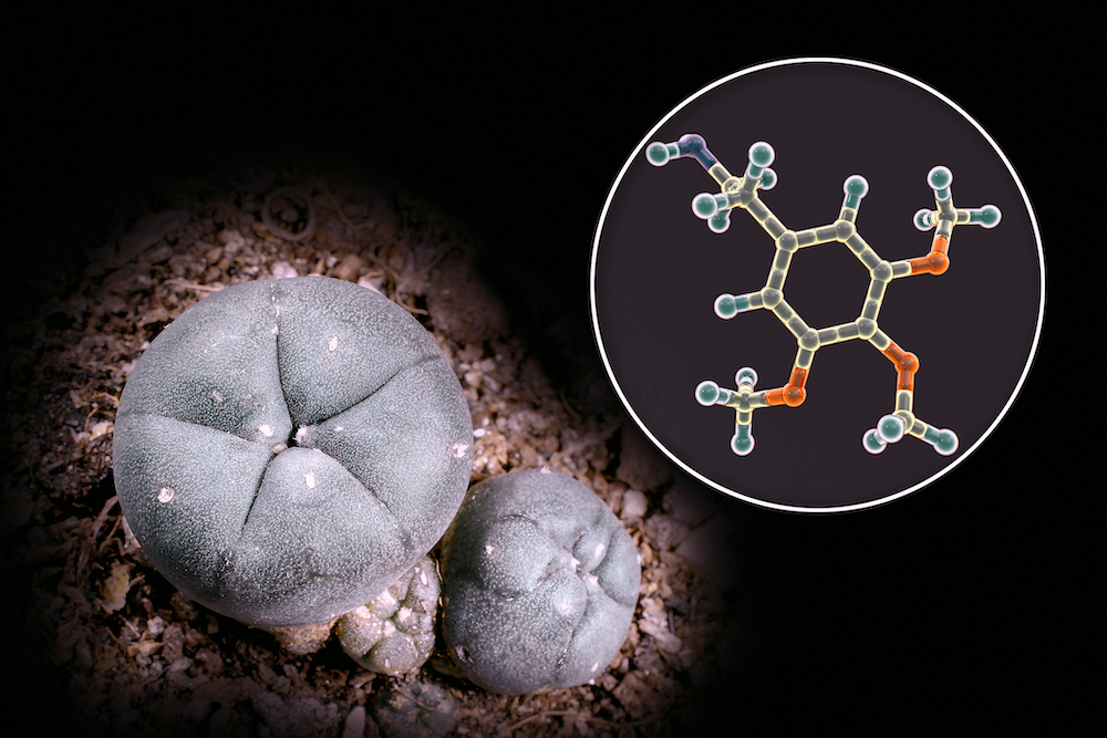 Mescaline molecule and its natural source, Mexican peyotl cactus (Lophophora williamsii), 3D illustration and photograph. Mescaline is a hallucinogenic substance present in the flesh of the cactus