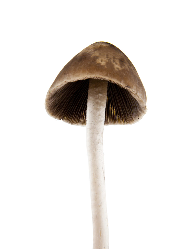 Liberty cap mushroom gills