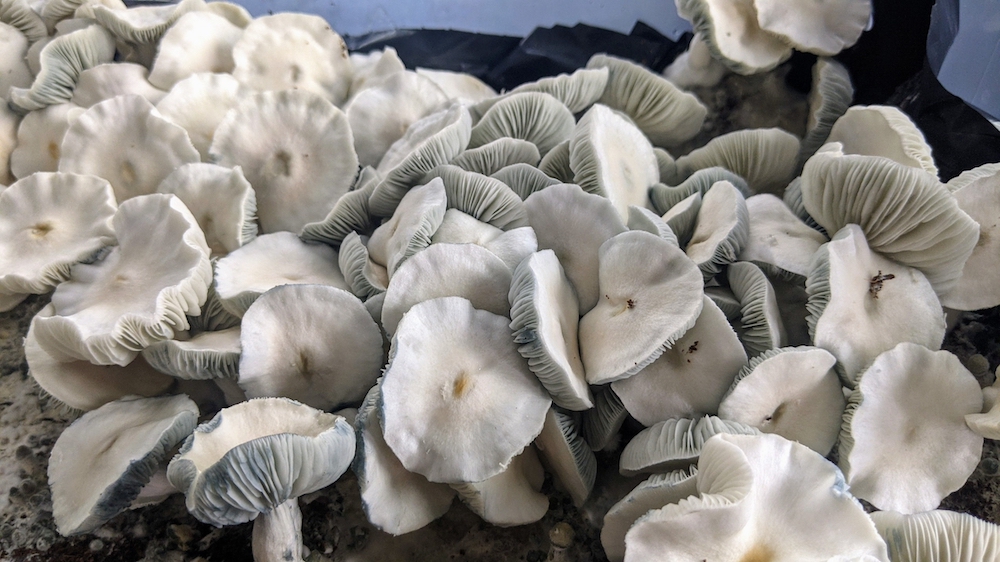 Albino Golden Teacher Mushrooms
