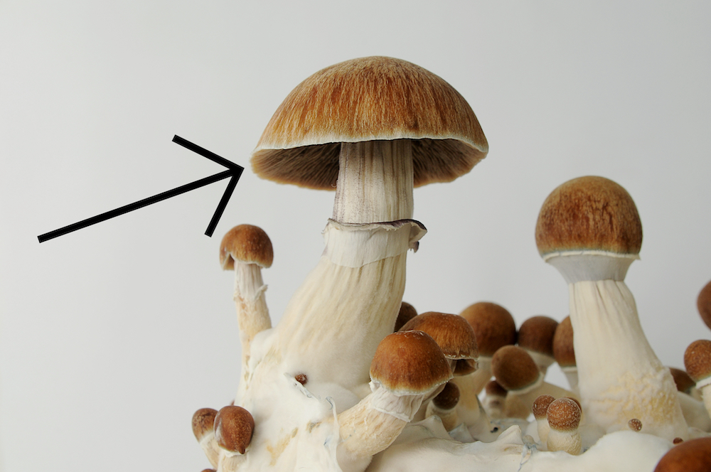 Golden Teacher Mushroom Cap