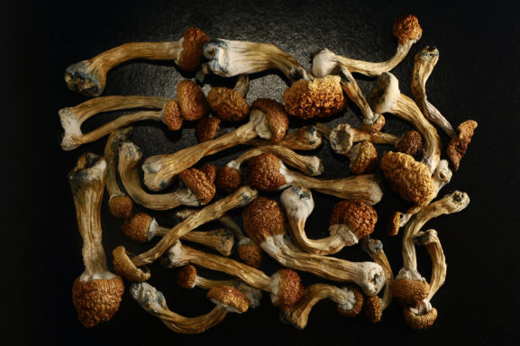 Golden Teachers are a strain of psilocybin mushrooms. This guide explains the mushroom's effects, legal status, and why they're so popular