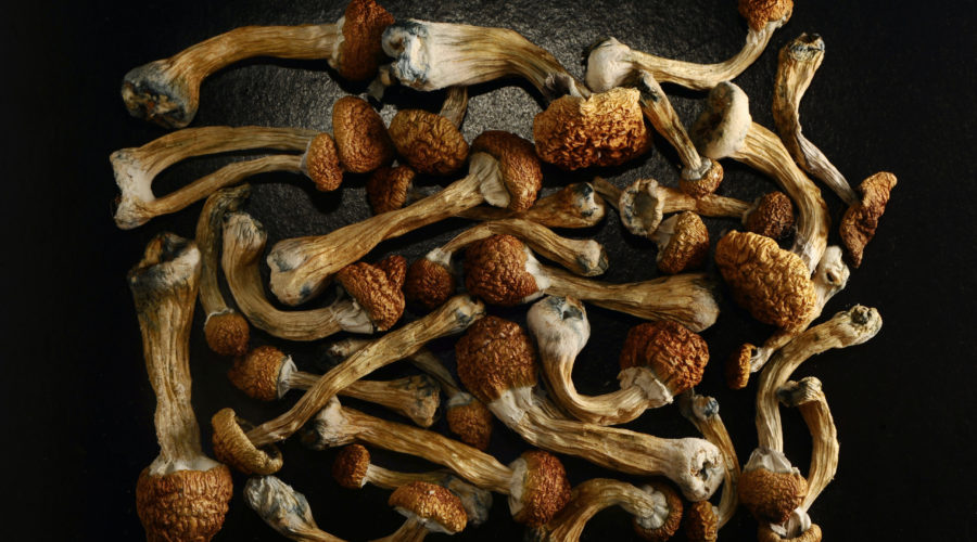 Golden Teacher Mushrooms (Psilocybe Cubensis)