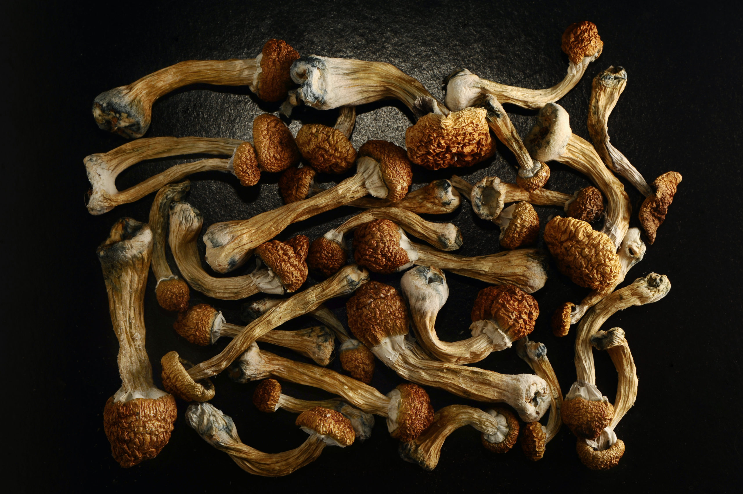 Golden Teachers Mushrooms: What Are They, And Are They Legal?