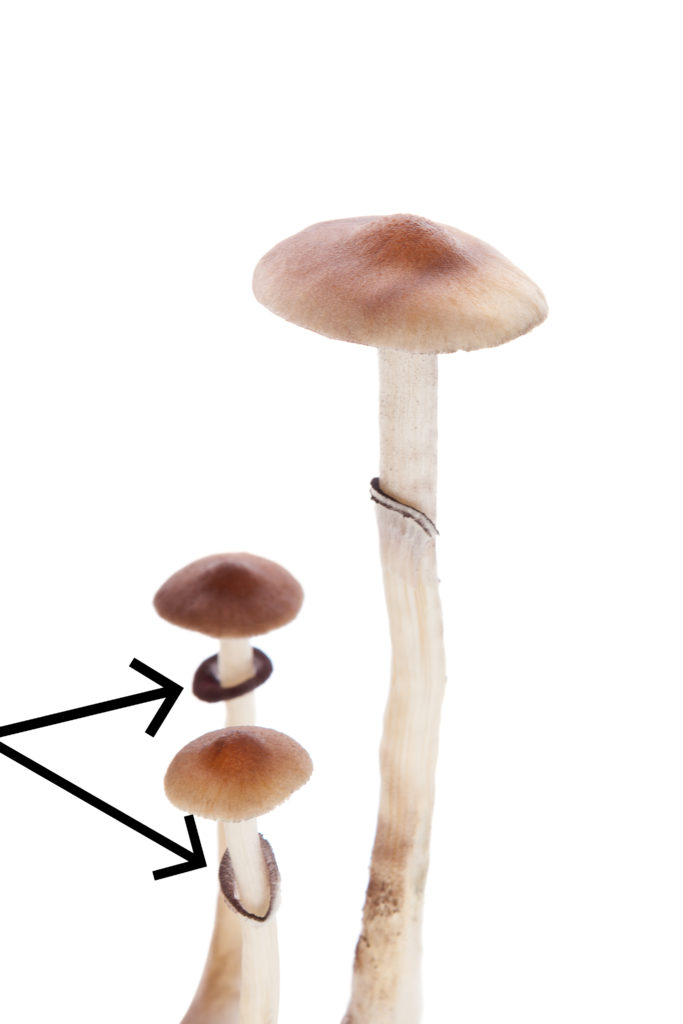 The partial veil ring on liberty cap mushrooms
