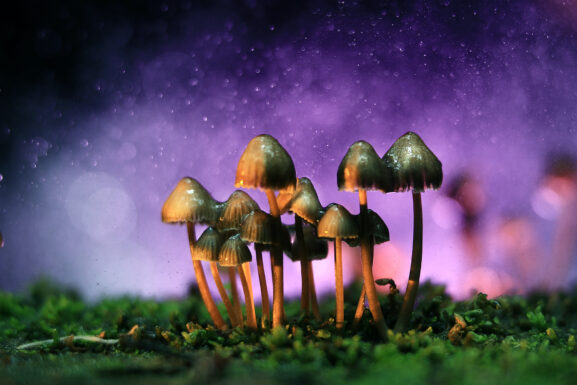 Liberty caps are a species of psilocybin mushrooms. Their recognizable appearance makes them one of the most widely used and potent variety