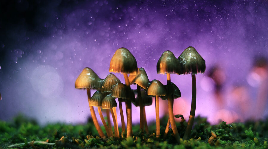 What Are Liberty Caps – One Of The Most Potent Magic Mushrooms