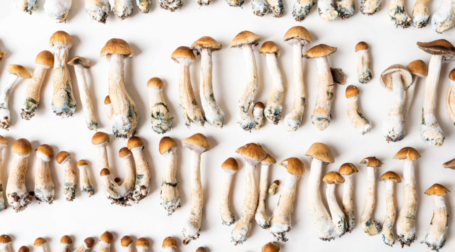 What Are Magic Mushroom Spores, And Are They Legal?