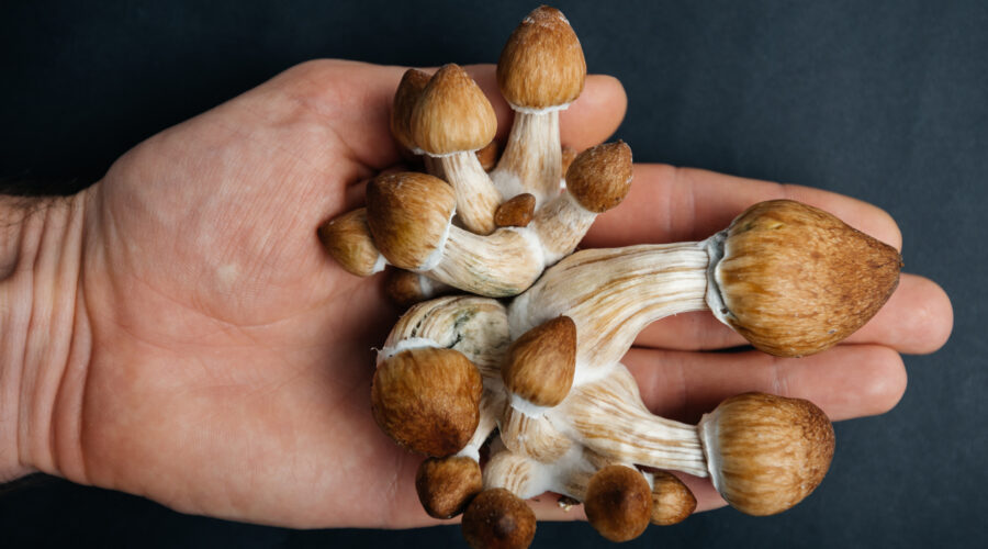 How Much Shrooms Should A Beginner Take?