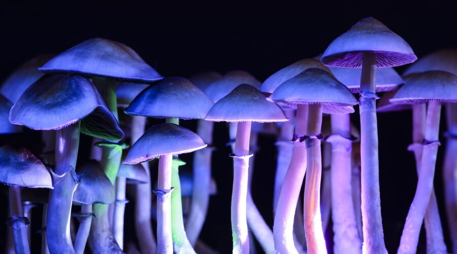What Do Shrooms Look Like?
