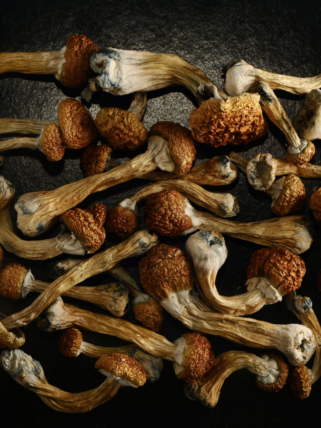 We Get the Most Questions About this Strain of Magic Mushroom Story