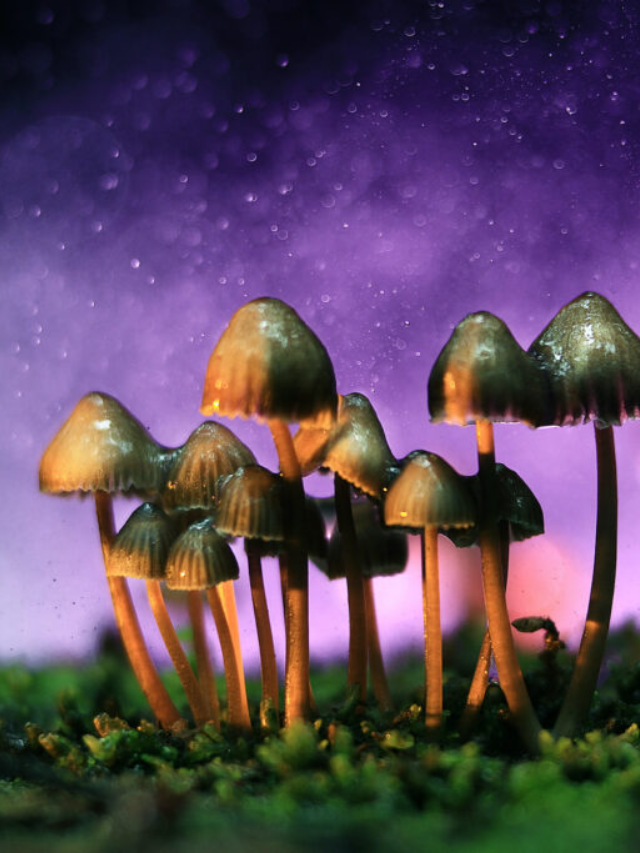 Psst, This is the Most Potent Magic Mushroom Story