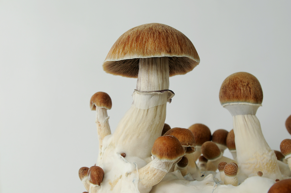 golden teacher mushrooms look like