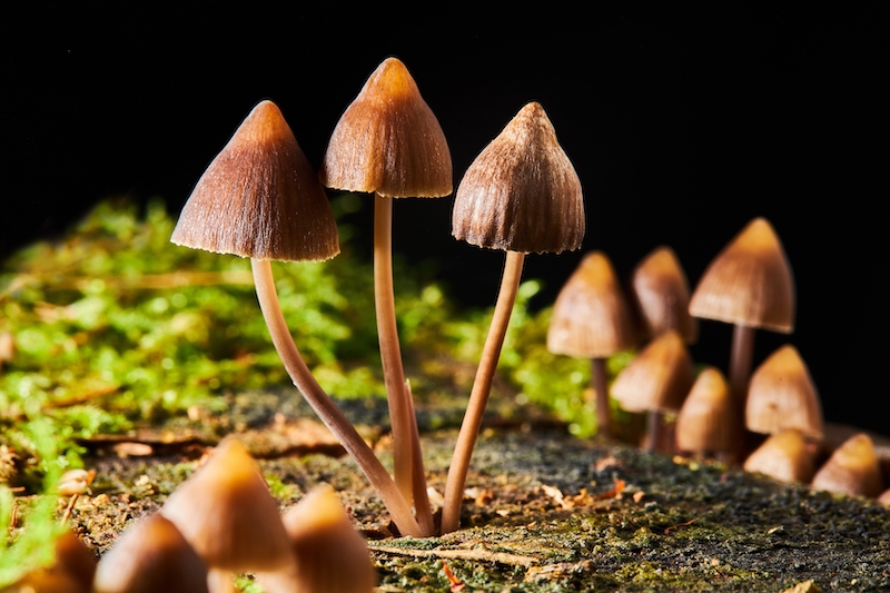 magic mushrooms cap