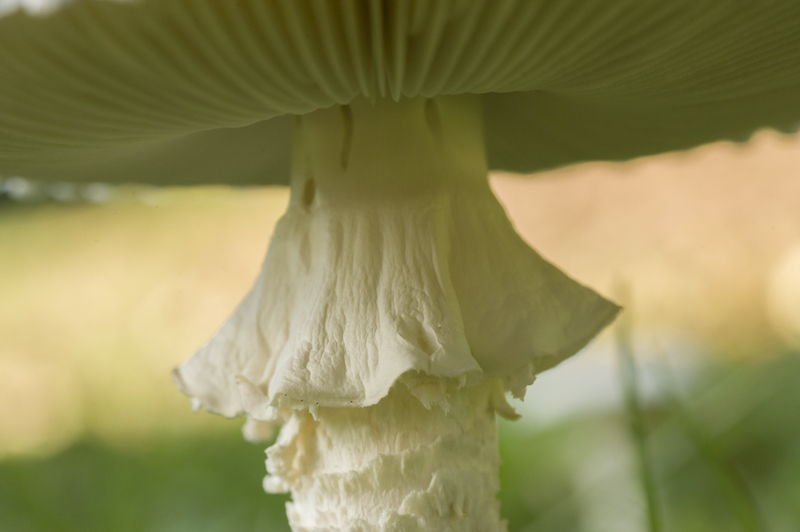 Magic Mushroom Ring or "Skirt"