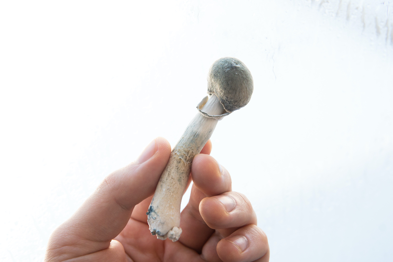 magic mushroom stem