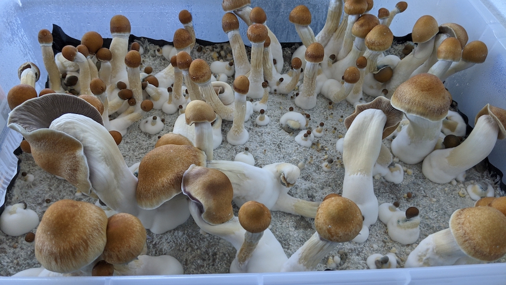 Penis envy mushrooms look like