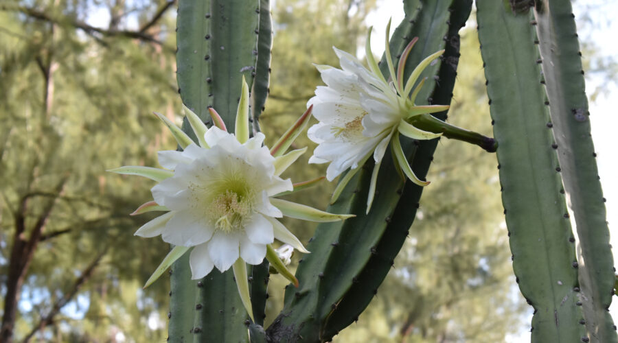 San Pedro Cactus (Echinopsis Pachanoi) – Uses, Legality And More
