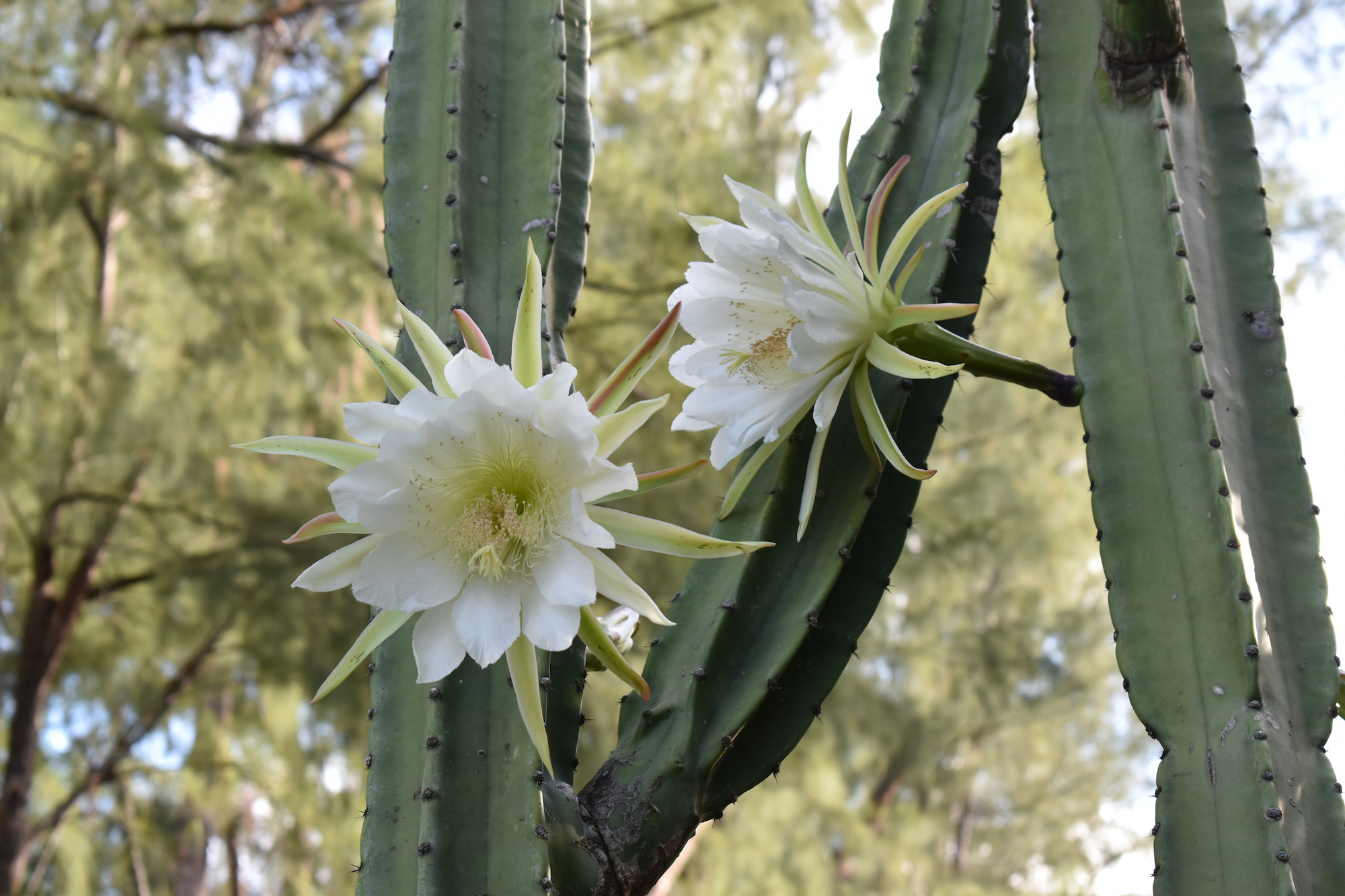 San Pedro Cactus Echinopsis Pachanoi Uses Legality And More