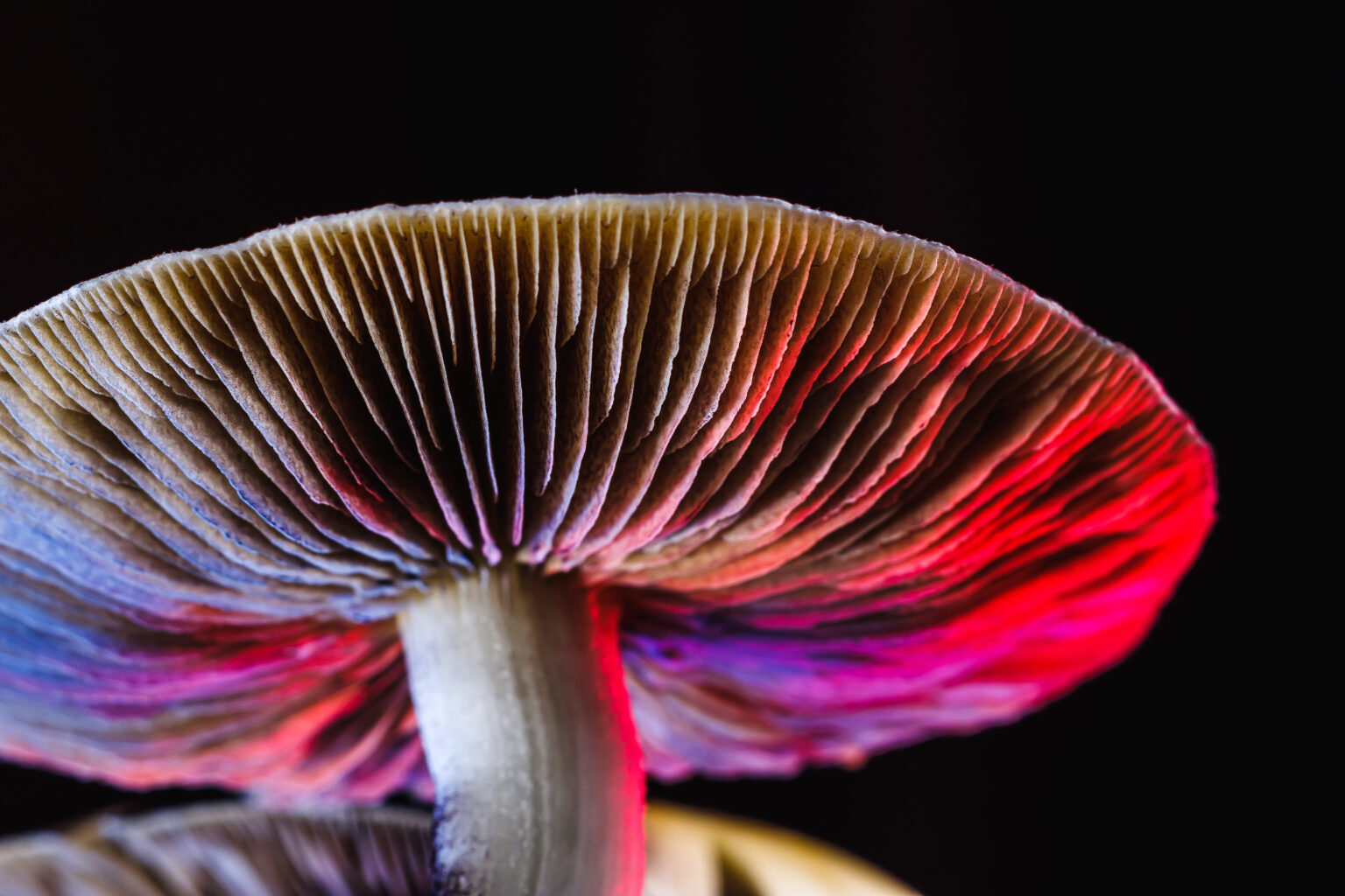 Growing Magic Mushrooms - Healing Maps