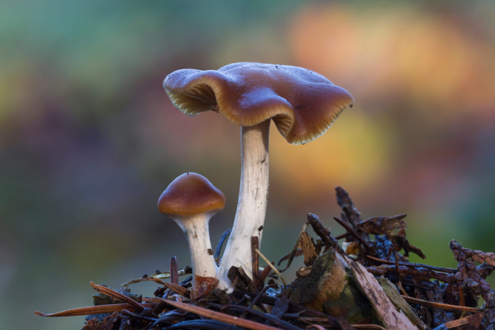 These are the 10 Most Potent Magic Mushroom Species - From Cubes to P ...