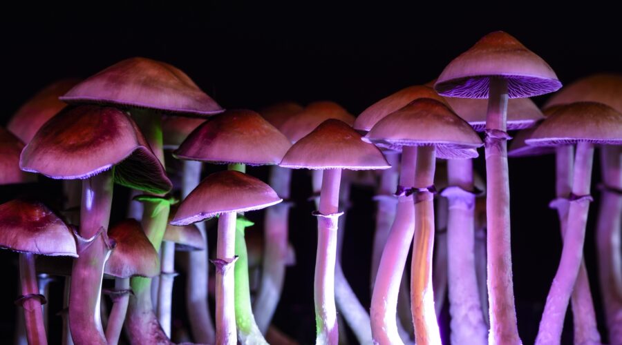 How to Grow Magic Mushrooms: A Guide for Beginners to Experts
