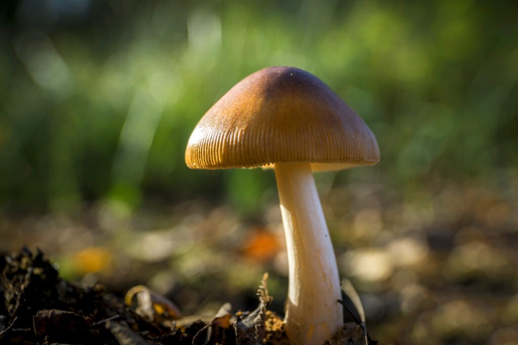 Flying saucer mushrooms (Psilocybe azurescens) are one of the most potent psilocybin mushrooms. This guide explains what to know about it