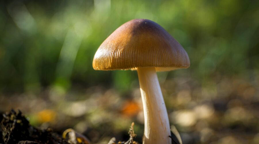 Flying Saucer Mushrooms (Psilocybe Azurescens)