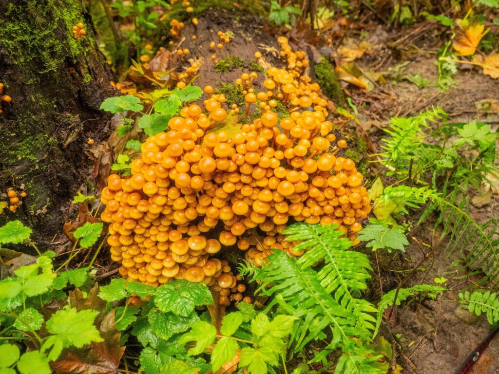 2E59542 Magic mushroom (Psilocybe azurescens) is a species of psychedelic mushroom whose main active compounds are psilocybin and psilocin
