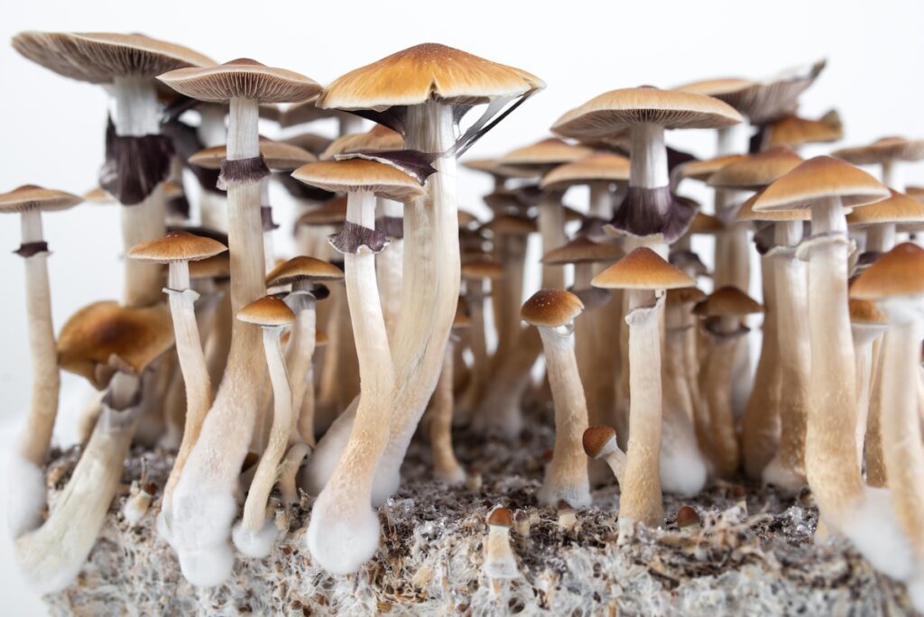 Natural Psychedelic cultivation of medicinal magic mushrooms psilocybe cubensis