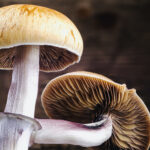 The Mexican magic mushroom is a psilocybe cubensis, whose main active elements are psilocybin and psilocin - Mexican Psilocybe Cubensis. An adult mushroom raining spores
