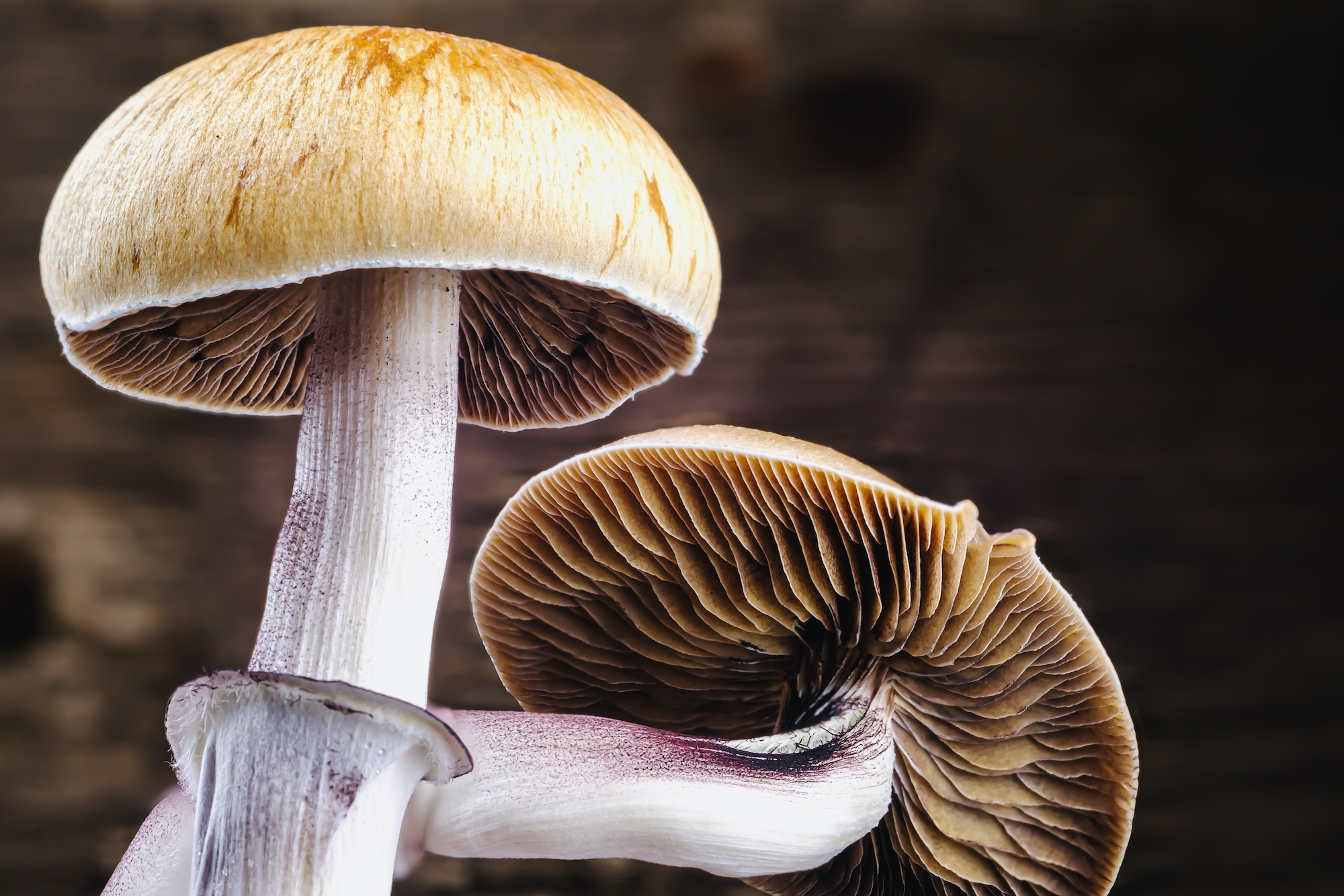 The Mexican magic mushroom is a psilocybe cubensis, whose main active elements are psilocybin and psilocin - Mexican Psilocybe Cubensis. An adult mushroom raining spores