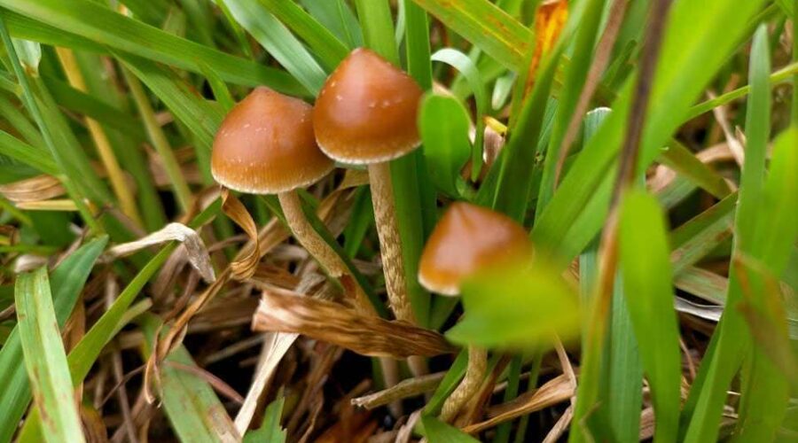 10 Most Potent Magic Mushroom Species — From Cubes to P. Subs