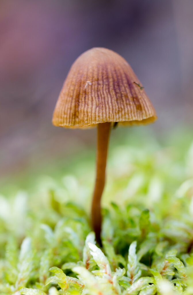 Liberty cap mushrooms (psilocybe semilanceata)