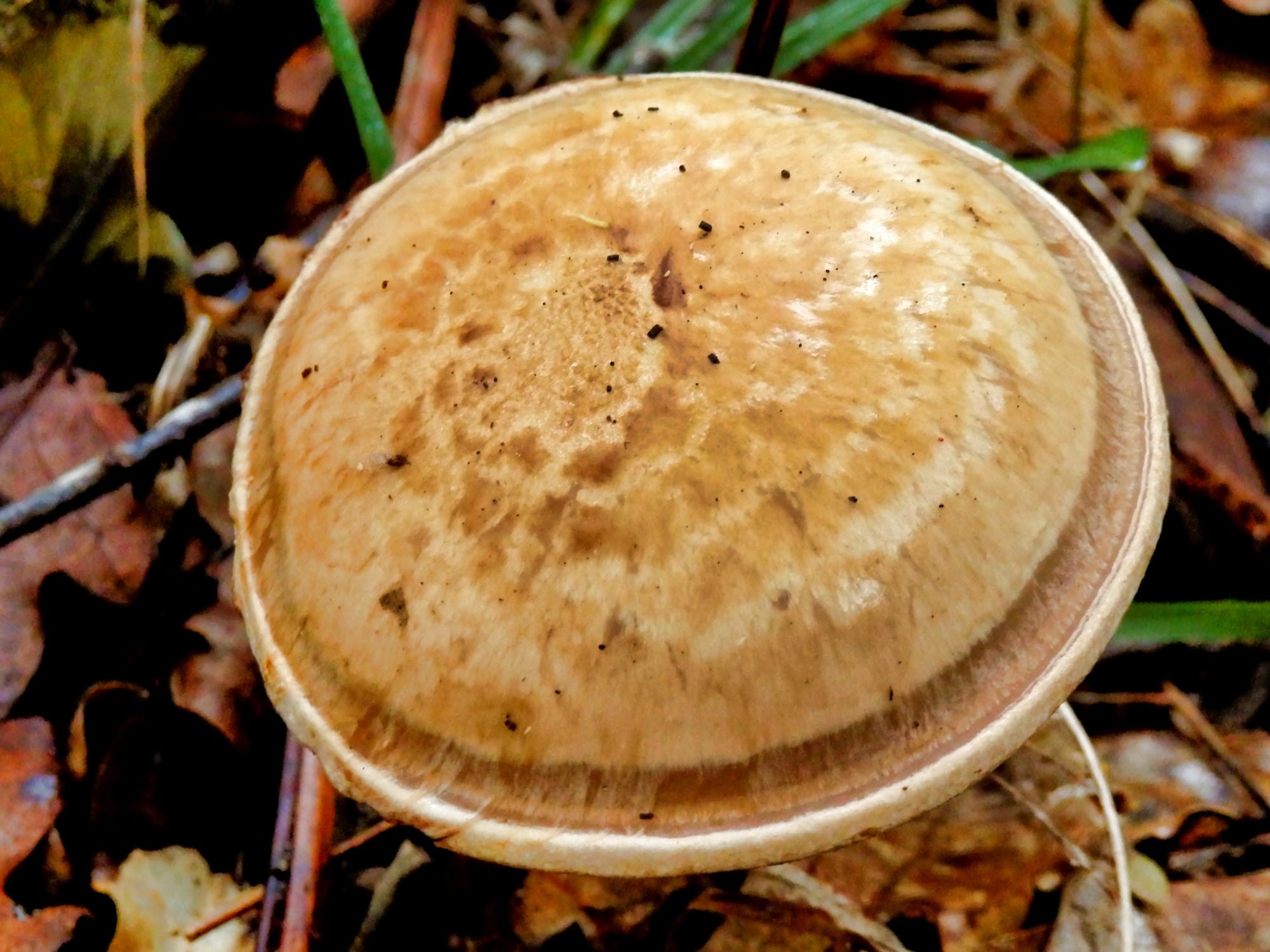 P Cinctulus Banded Mottlegill Mushrooms: Look-Alikes, Identification and More ...