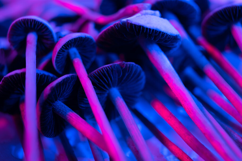To better understand the potency and effects of blue meanie mushrooms (Panaeolus cyanescens), this guide will help explain what to know