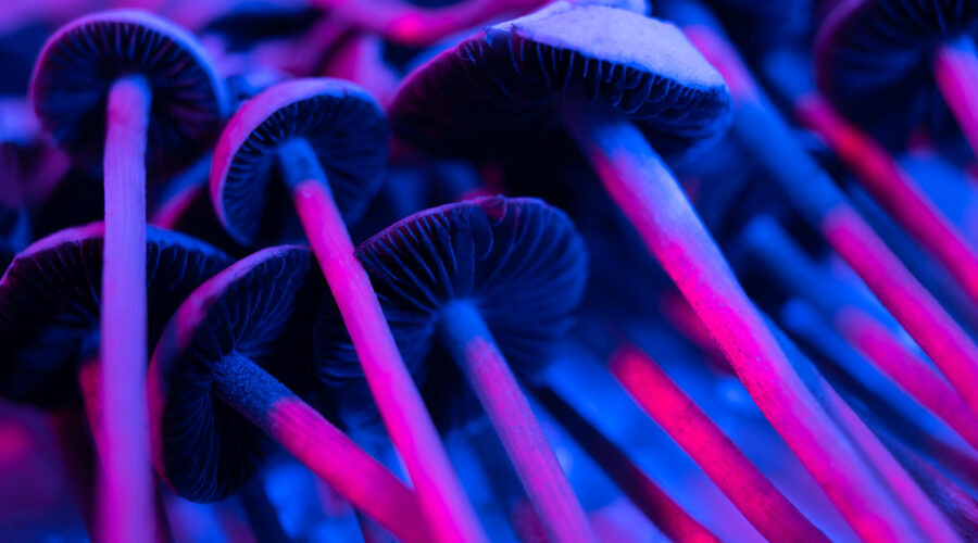 Blue Meanie Mushrooms (Panaeolus Cyanescens) - HealingMaps