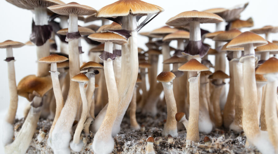 McKennaii Mushrooms (Psilocybe Cubensis)