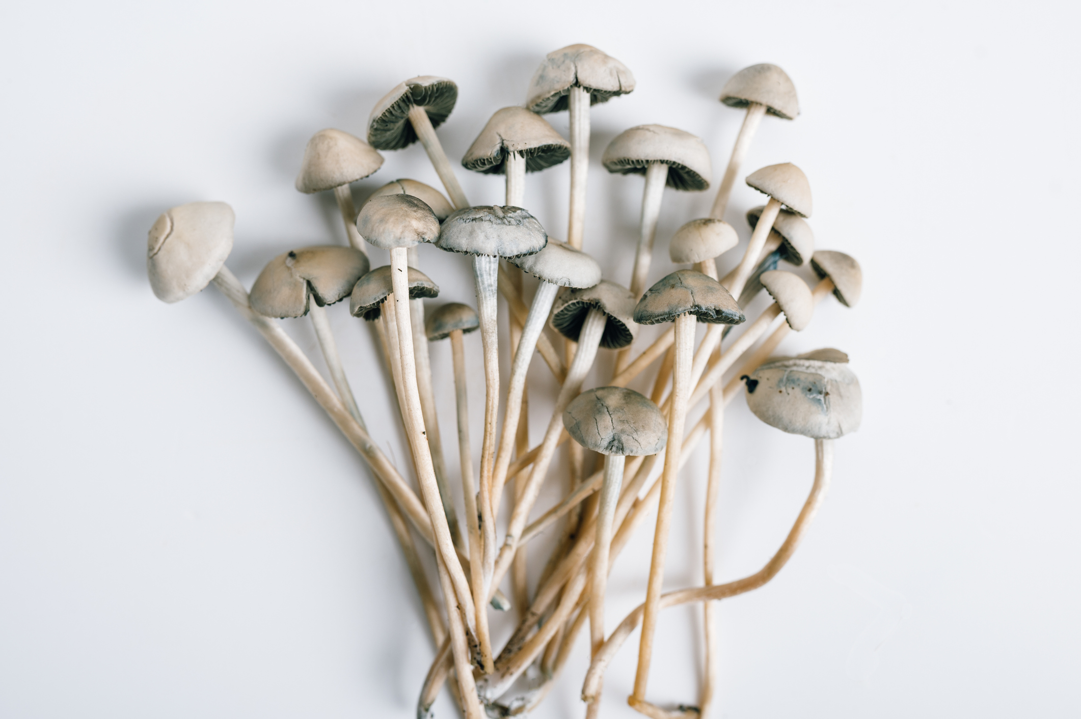 Copelandia Mushroom Panaeolus Cyanescens or Copelandia Cyanescens is one of the most potent mushrooms in the world