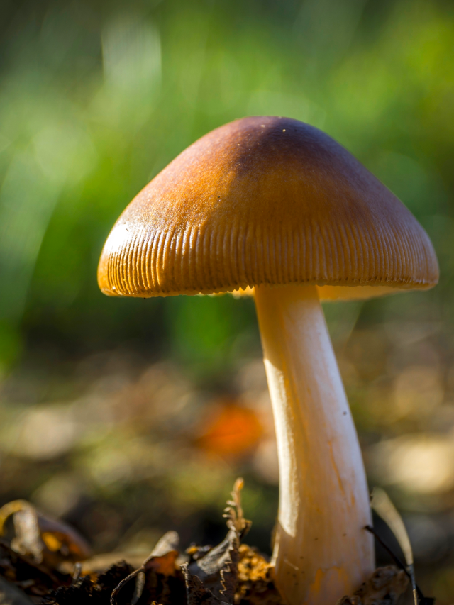 Flying Saucer Mushrooms (Psilocybe Azurescens) Story Poster Image