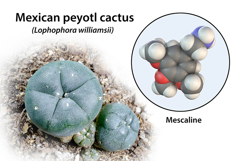 Mescaline Molecule