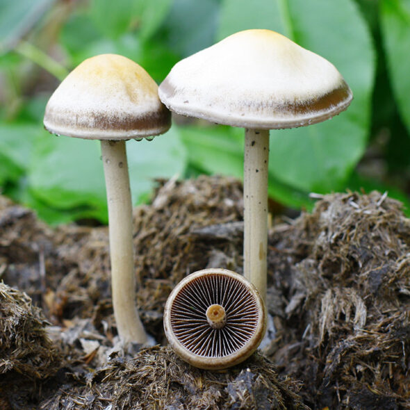 Banded Mottlegill Mushrooms: Look-Alikes, Identification and More ...