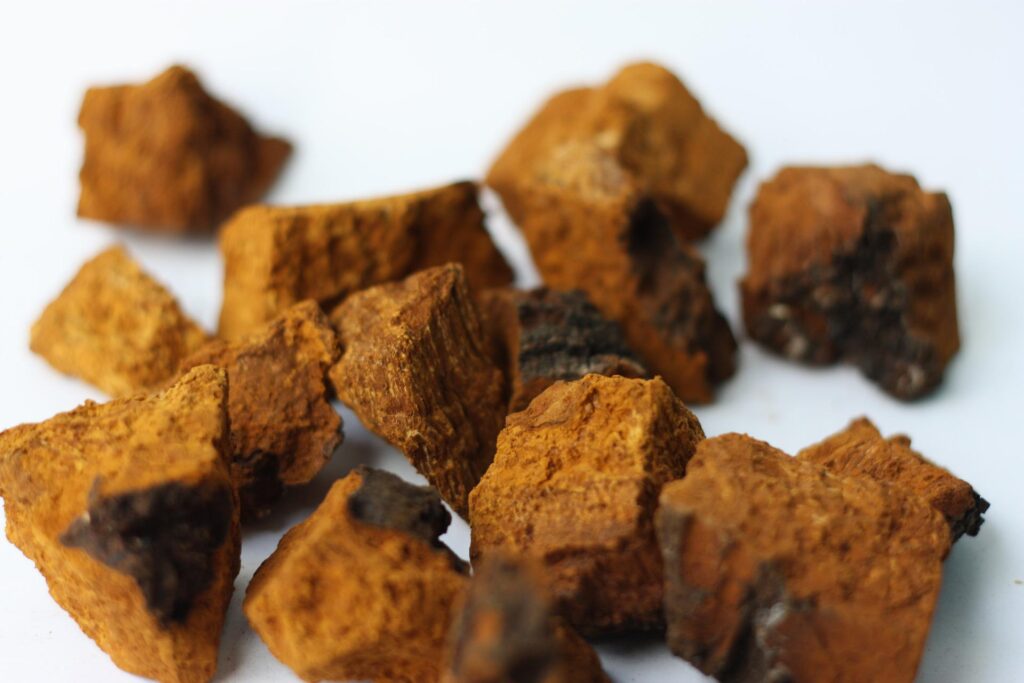 This guide explains what to know about the chaga mushroom (inonotus obliquus), which carries health benefits and is used in different ways
