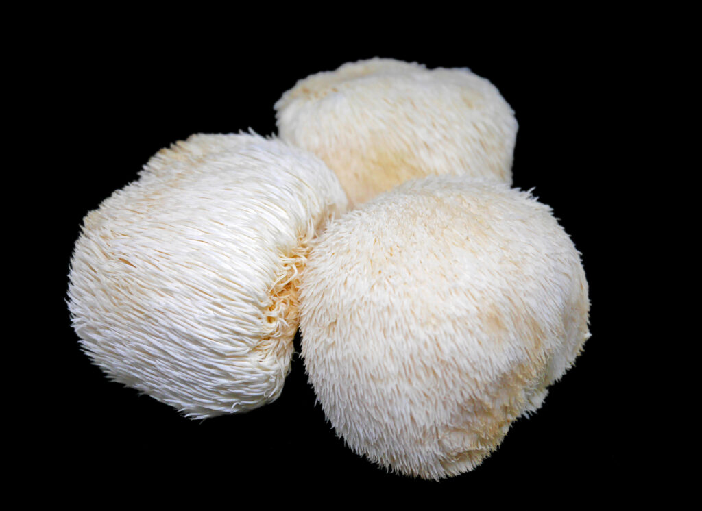 Lion’s mane mushroom (Hericium erinaceus) is an edible mushroom in the tooth fungus group. This guide explains its medicinal use and benefits