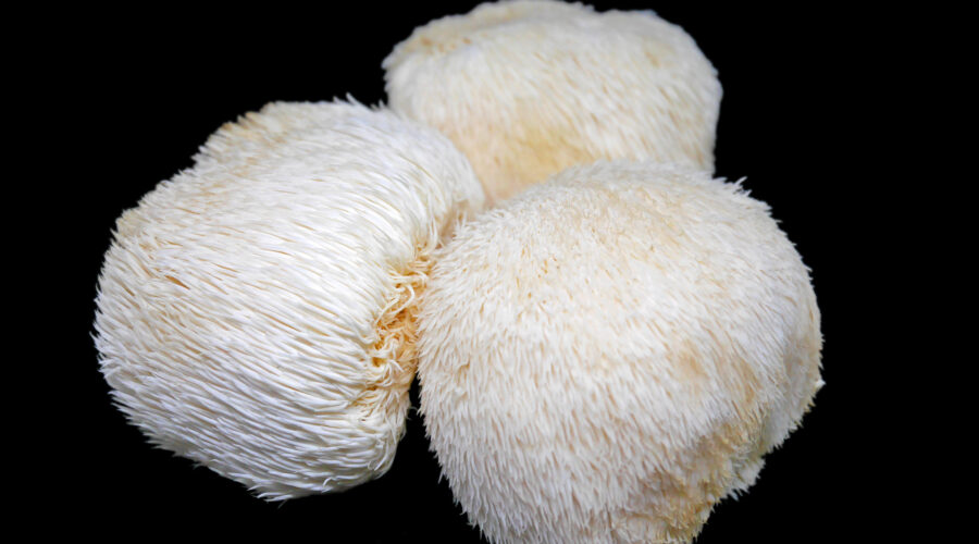 Lion’s Mane Mushroom (Hericium Erinaceus)