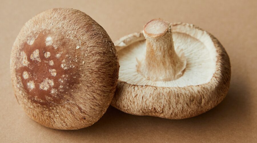 Shiitake Mushroom (Lentinula Edodes)